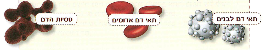 (בספר איורים:) תאי דם לבנים, תאי דם אדומים, טסיות דם